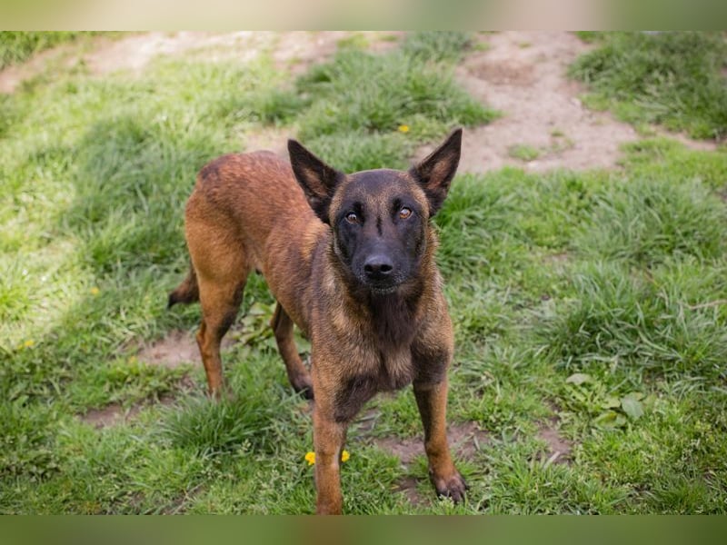 AVANI - das hübsche Malinois-Mädchen sucht eine hundeerfahrene Familie!