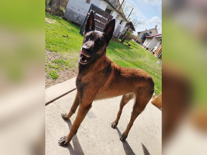 Ra - der Malinois hat bereits Familienerfahrung