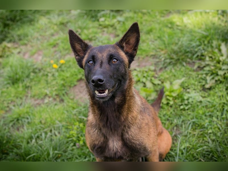 AVANI - das hübsche Malinois-Mädchen sucht eine hundeerfahrene Familie!