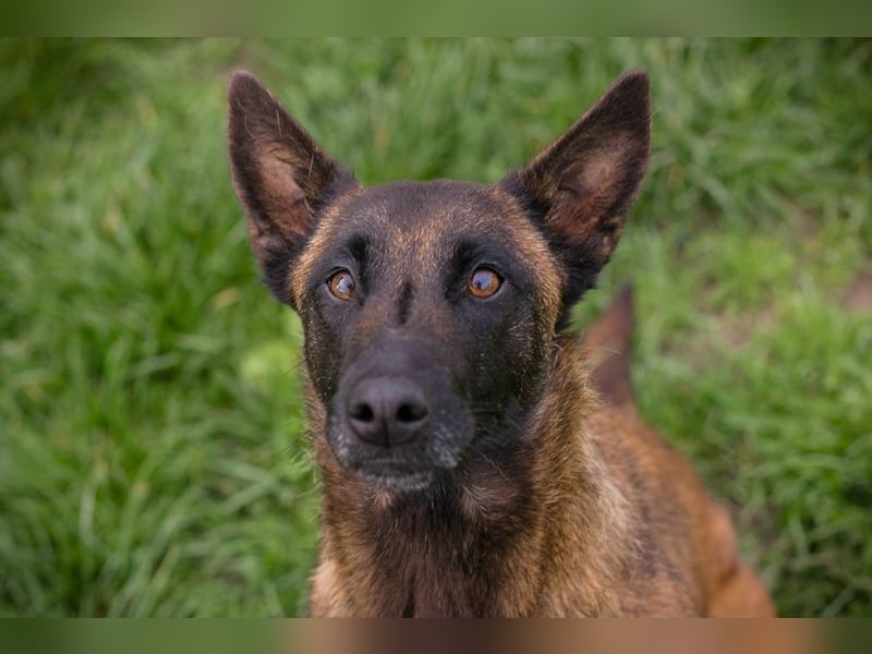 AVANI - das hübsche Malinois-Mädchen sucht eine hundeerfahrene Familie!