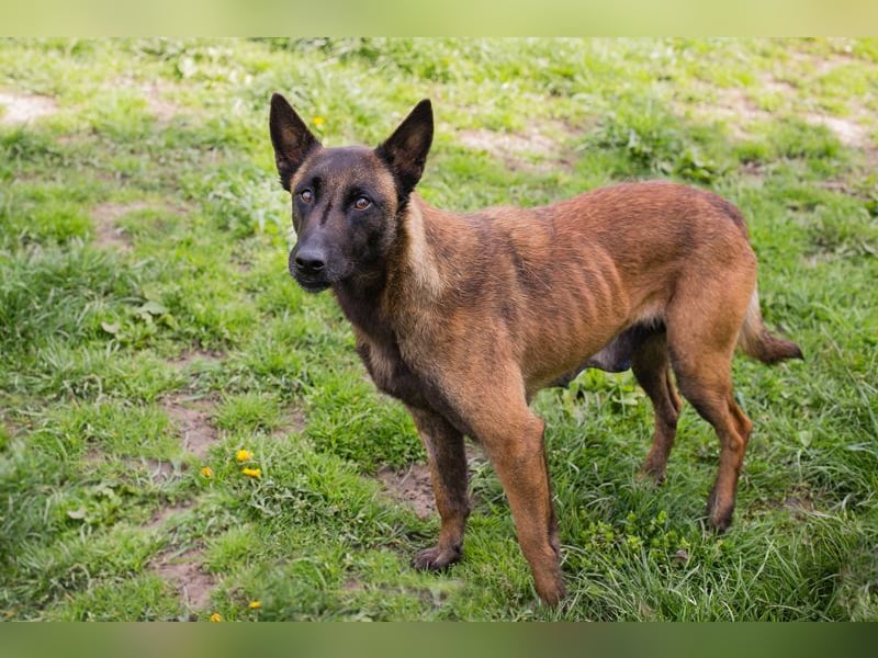 AVANI - das hübsche Malinois-Mädchen sucht eine hundeerfahrene Familie!
