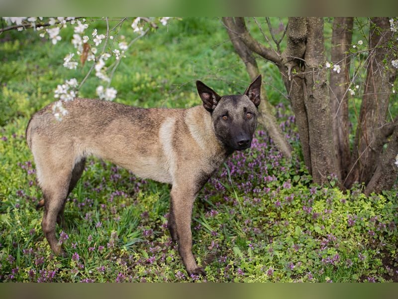 KARA - wer zeigt der hübschen Maus, wie schön ein Hundeleben sein kann?