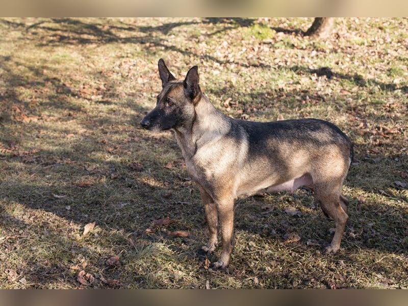 FLOWER - ruhige und sanfte Mali-Mix-Hündin sucht hundeerfahrene Menschen