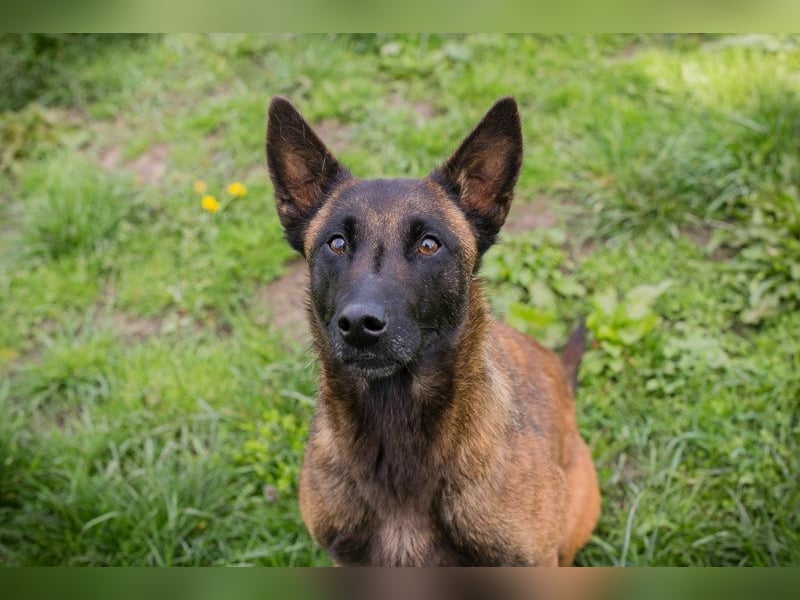 AVANI - das hübsche Malinois-Mädchen sucht eine hundeerfahrene Familie!