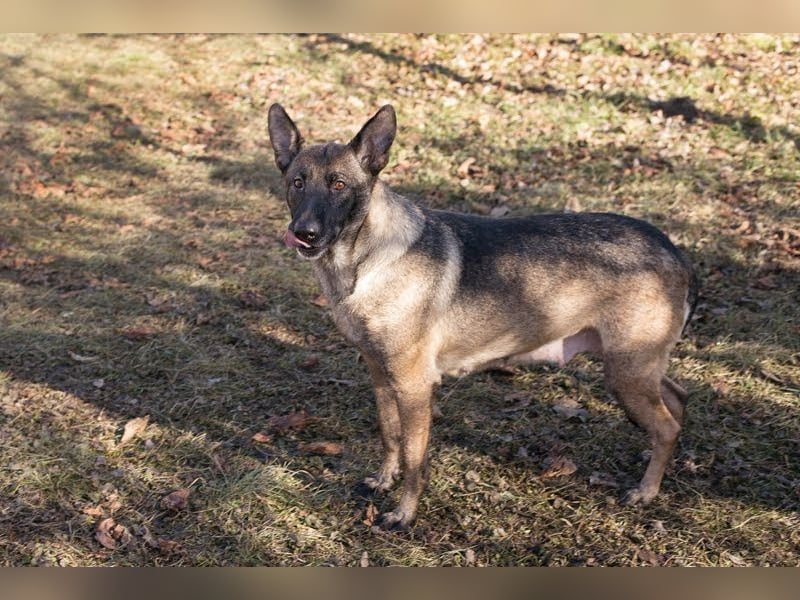 FLOWER - ruhige und sanfte Mali-Mix-Hündin sucht hundeerfahrene Menschen