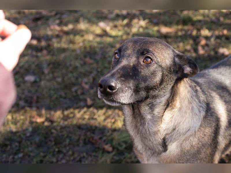 FLOWER - ruhige und sanfte Mali-Mix-Hündin sucht hundeerfahrene Menschen