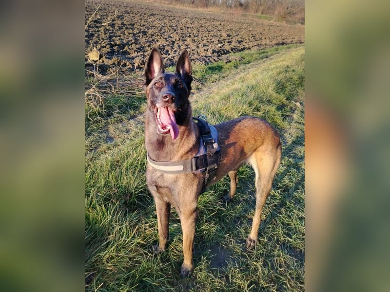 Ra - der Malinois hat bereits Familienerfahrung