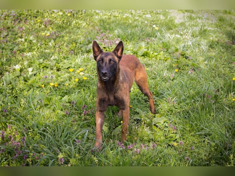 AVANI - das hübsche Malinois-Mädchen sucht eine hundeerfahrene Familie!