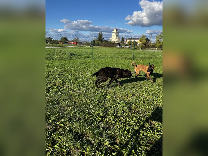 Reinrassige Malinois Hündin mit Potenzial