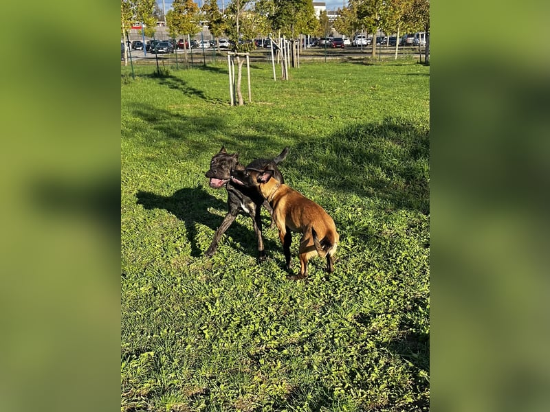 Reinrassige Malinois Hündin mit Potenzial