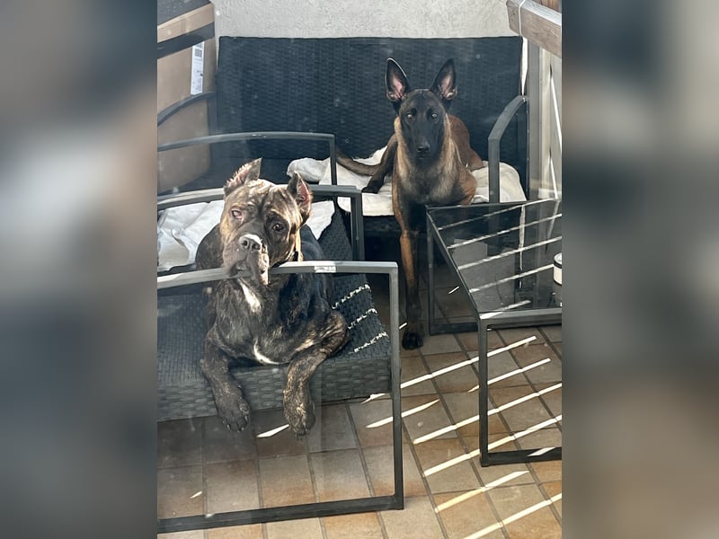 Reinrassige Malinois Hündin mit Potenzial