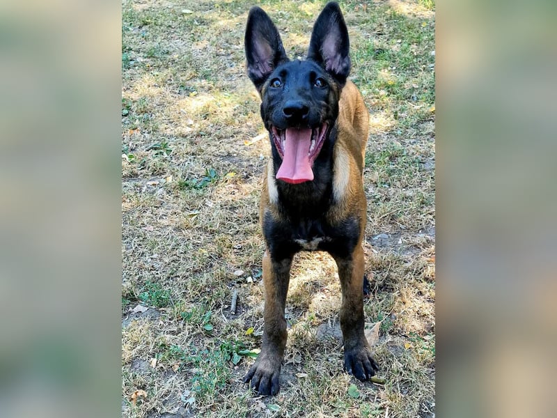 Reinrassige Malinois Hündin mit Potenzial