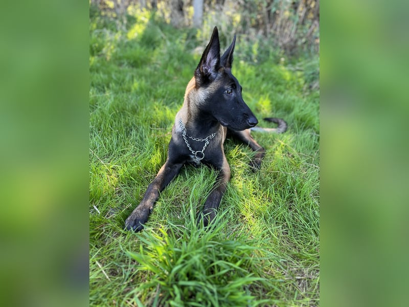 Reinrassige Malinois Hündin mit Potenzial