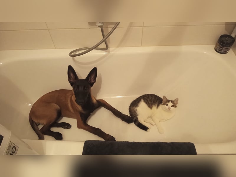 Reinrassige Malinois Hündin mit Potenzial