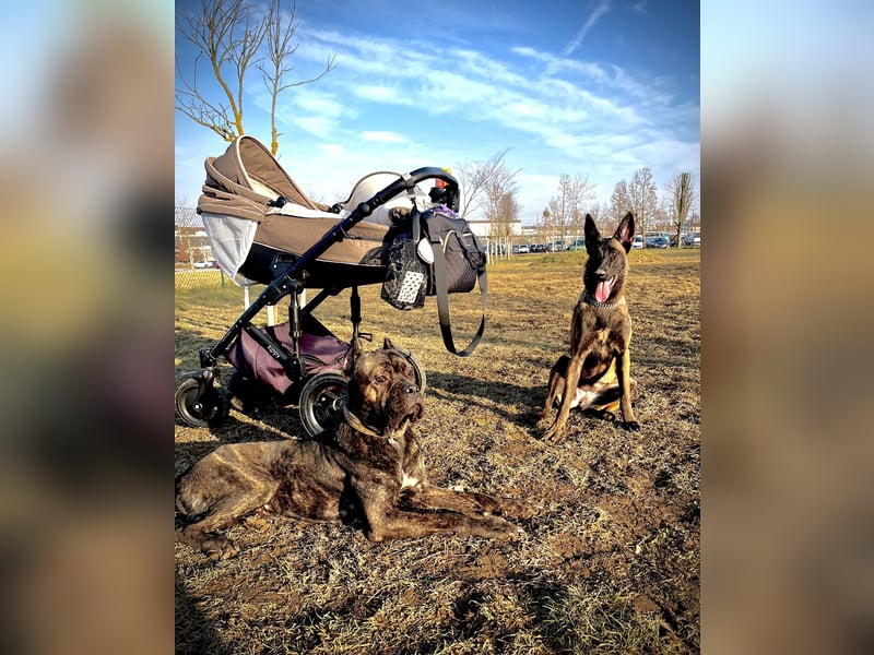 Reinrassige Malinois Hündin mit Potenzial