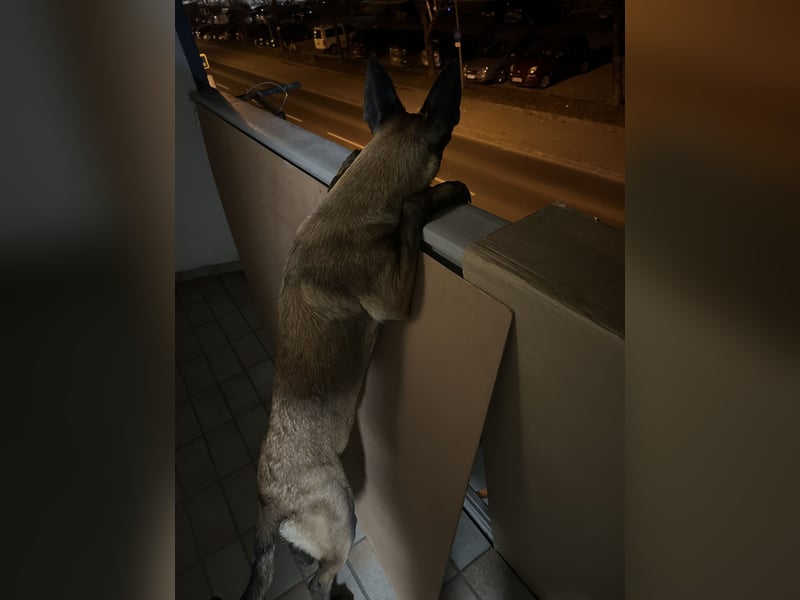 Reinrassige Malinois Hündin mit Potenzial