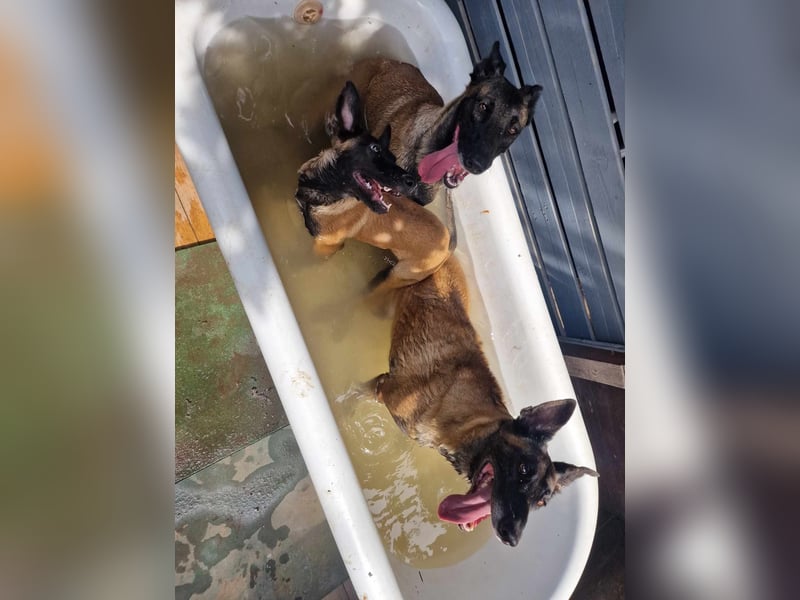 Reinrassige Malinois Hündin mit Potenzial