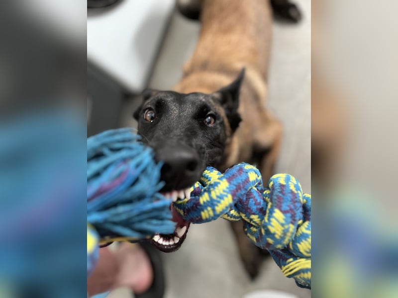 Reinrassige Malinois Hündin mit Potenzial