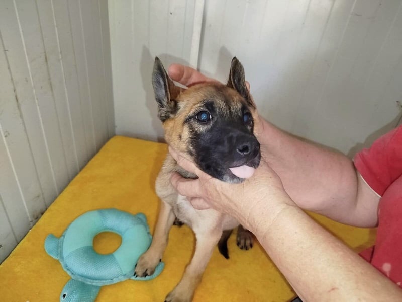 Update Welpe Peanut: reserviert