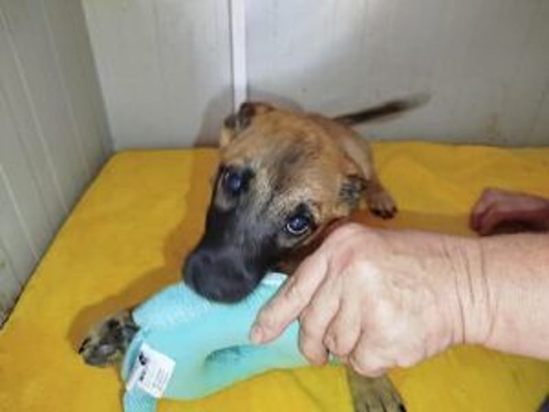 Update Welpe Peanut: reserviert