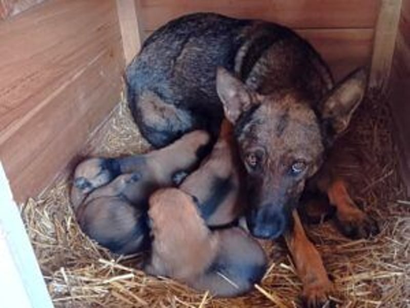 Update Welpe Peanut: reserviert