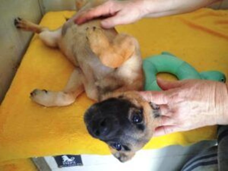 Update Welpe Peanut: reserviert