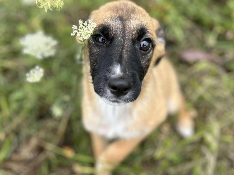 Chip 245944: Hundekind sucht ein Zuhause