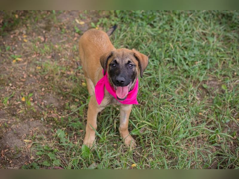 Chip 245967: Hundekind sucht ein Zuhause