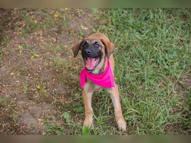Chip 245967: Hundekind sucht ein Zuhause