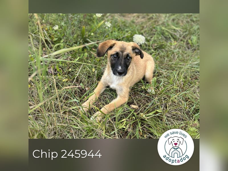 Chip 245944: Hundekind sucht ein Zuhause