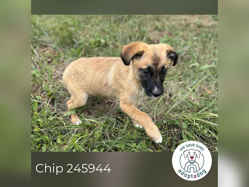 Chip 245944: Hundekind sucht ein Zuhause