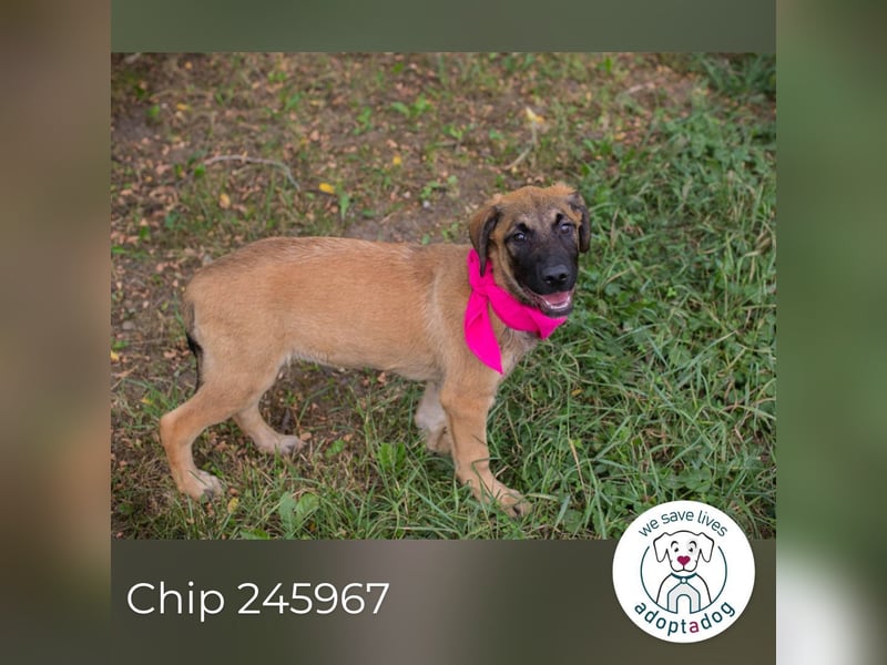 Chip 245967: Hundekind sucht ein Zuhause