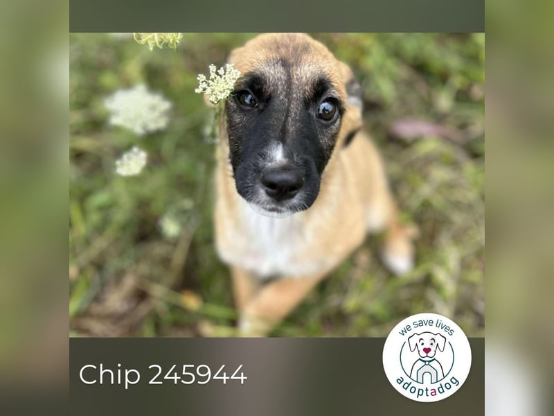 Chip 245944: Hundekind sucht ein Zuhause