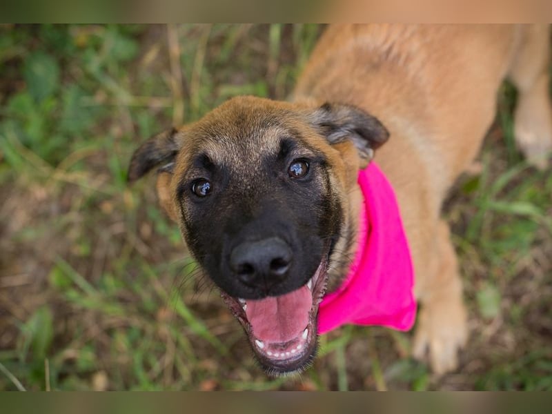Chip 245967: Hundekind sucht ein Zuhause