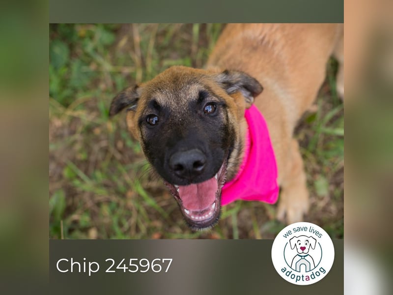 Chip 245967: Hundekind sucht ein Zuhause