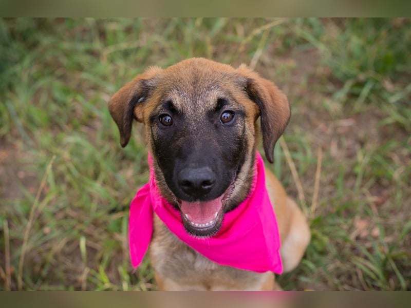 Chip 245967: Hundekind sucht ein Zuhause