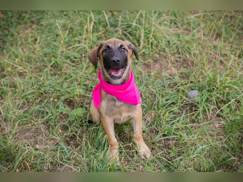 Chip 245967: Hundekind sucht ein Zuhause