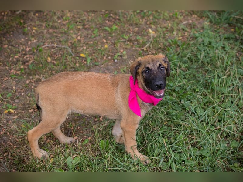 Chip 245967: Hundekind sucht ein Zuhause