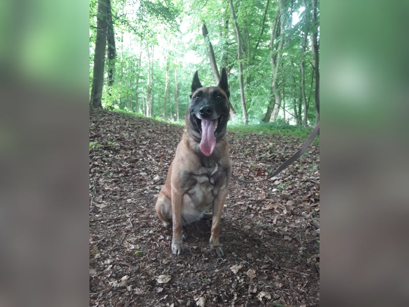 Malinos Schäferhund