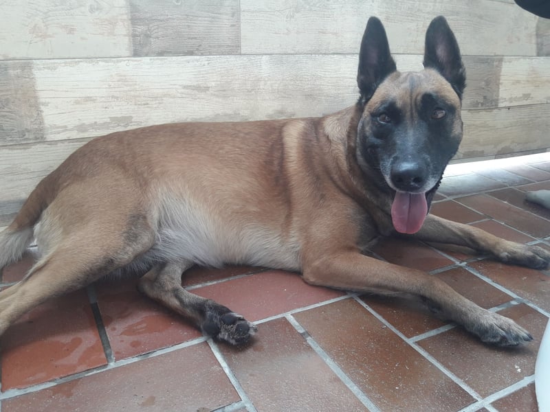 Malinos Schäferhund