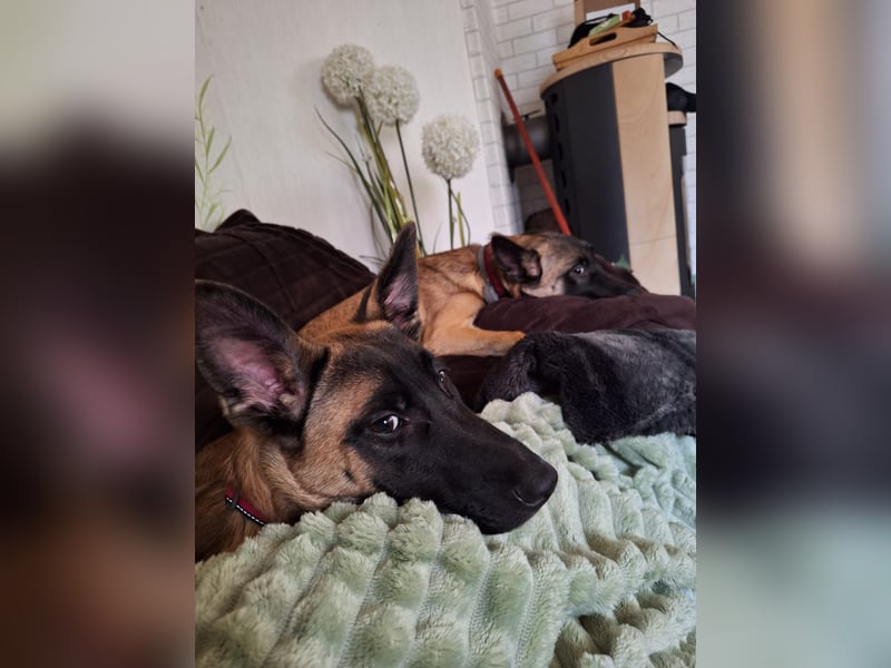 Patchi - aktive Junghündin sucht sportliches Zuhause