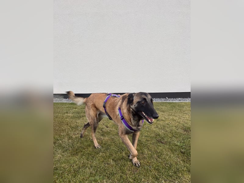 Lilli sucht ein liebevolles Zuhause