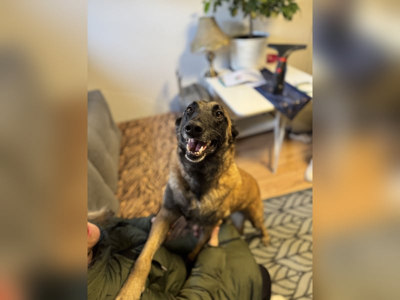Lilli sucht ein liebevolles Zuhause
