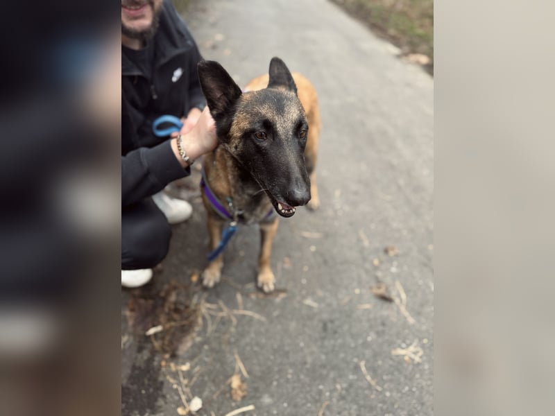 Lilli sucht ein liebevolles Zuhause