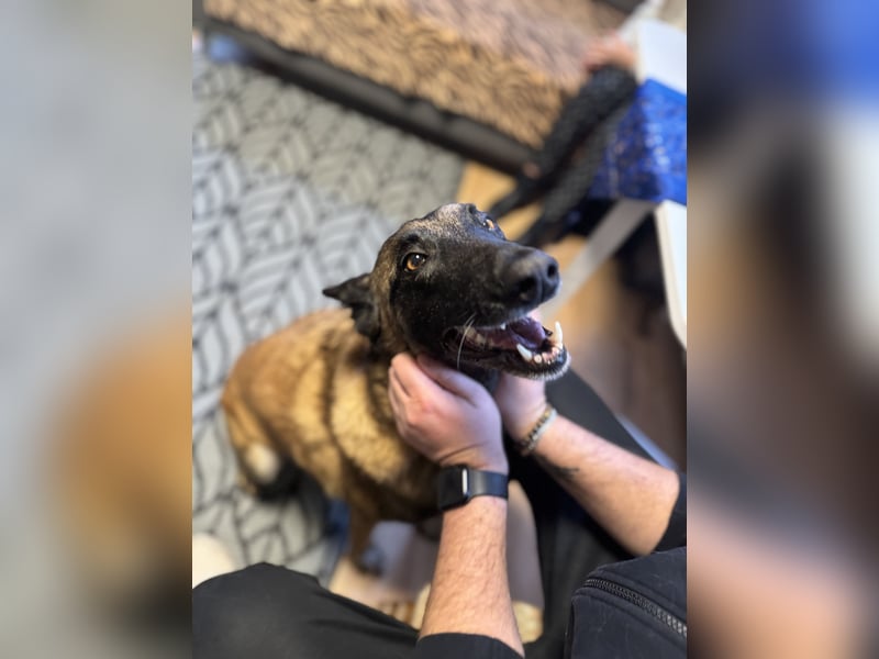 Lilli sucht ein liebevolles Zuhause