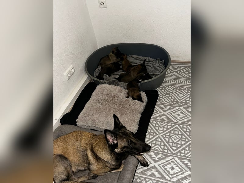 Malinois cachorros 4