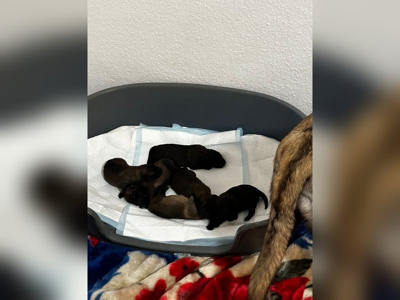 Malinois cachorros 4