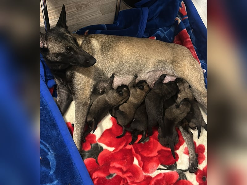 Malinois cachorros 4