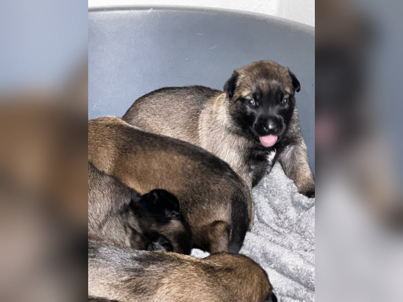 Malinois cachorros 4