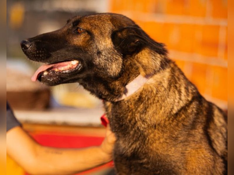 Malinois Brita ❤️ sucht aktive Familie